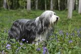 BEARDED COLLIE 223